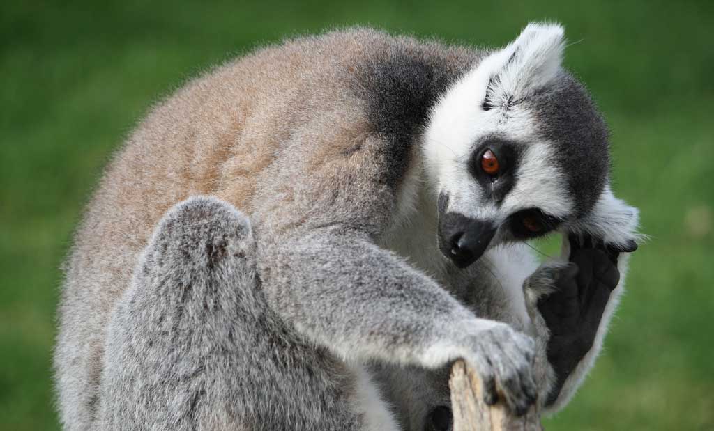 Lemur la Valencia Bioparc