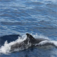 Excursie delfini Algarve