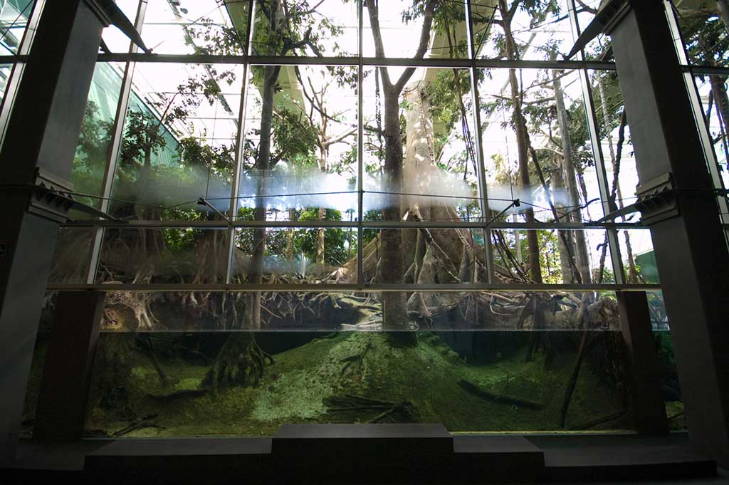 Padurea tropicala inundata, recreata la Cosmo Caixa din Barcelona