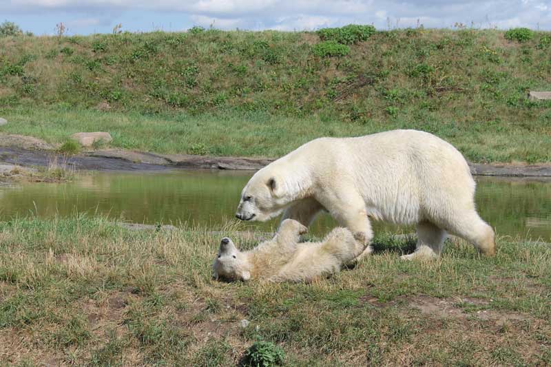 Parcul Ursilor Polari