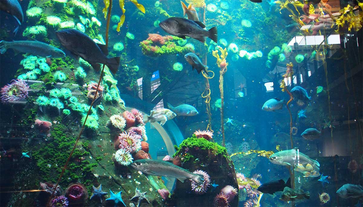 Aquarium din Stanley Park