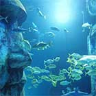 Aquarium - SeaLife