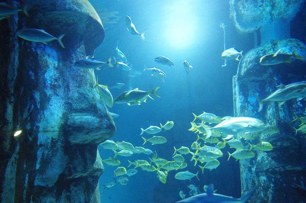 Aquarium SeaLife din Londra