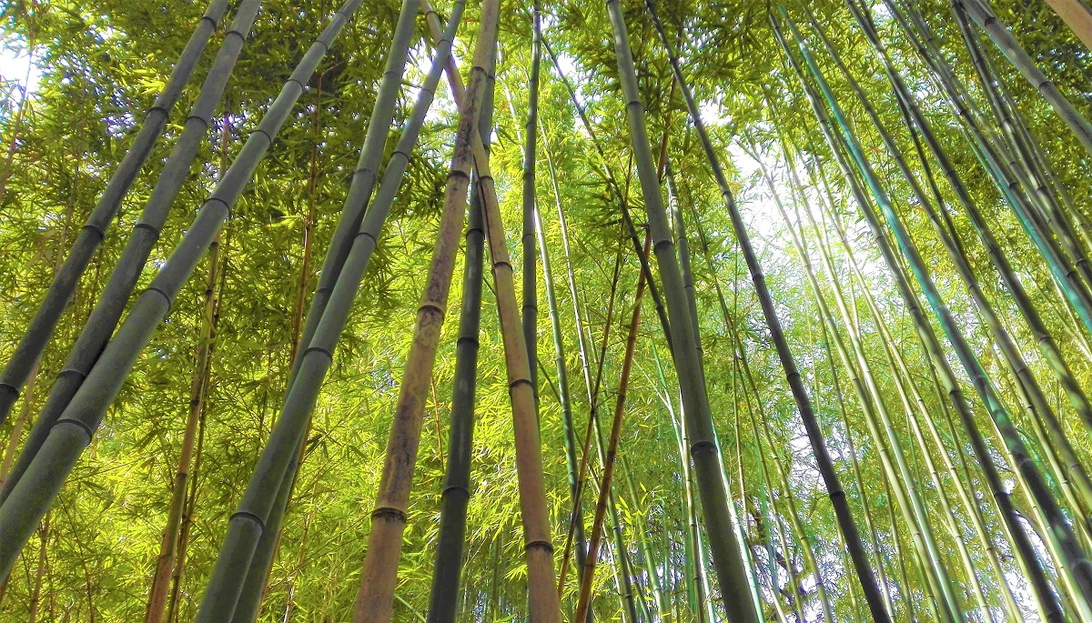 Dumbrava de Bambus