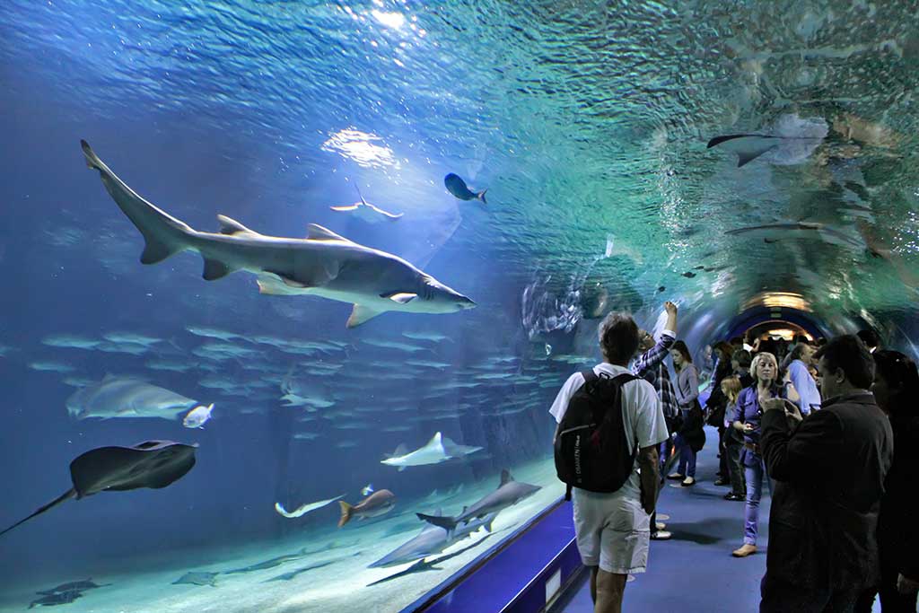 Oceanografic - Aquariumul din Valencia